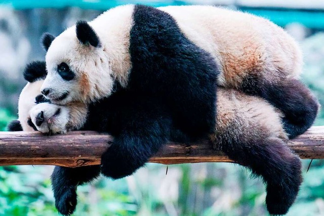 Zwei Pandas spielen in einem Zoo in Chian.  | Foto: STR (AFP)