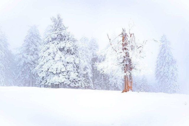 Schnee am Kandel.  | Foto: Jrgen Brauch
