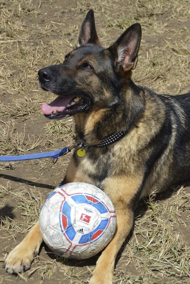 Hunde gehren innerhalb von Siedlungen immer an die Leine.  | Foto: Edgar Steinfelder