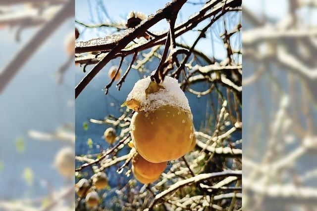 Kakifrucht mit Schneehaube