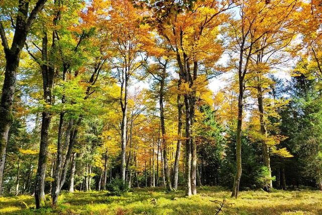 Waldkirch beteiligt sich am Frderprog...limaangepasstes Waldmanagement&#8220;.  | Foto: Patrik Mller