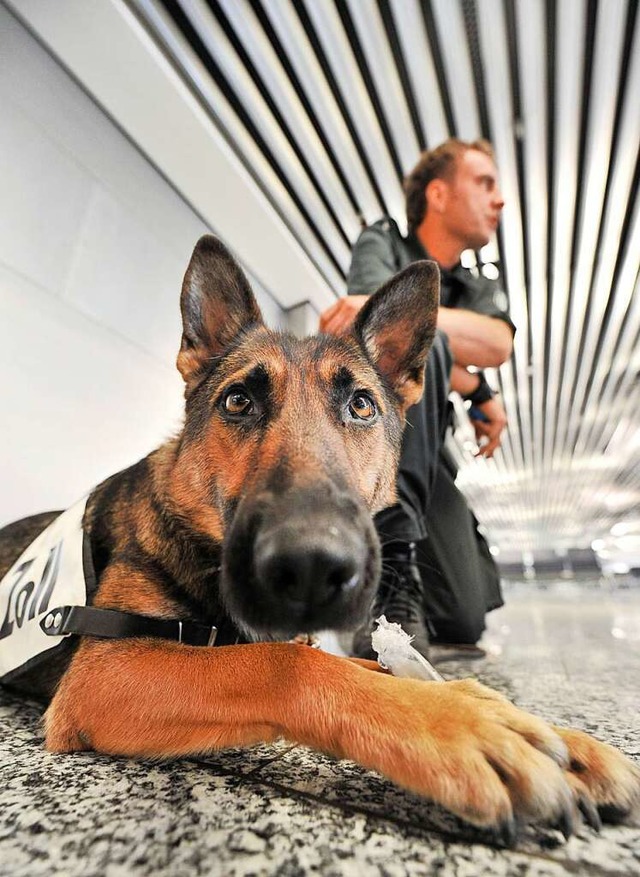 Sprhunde sind dazu ausgebildet, Mensc...n oder auch Lebewesen zu untersttzen.  | Foto: Boris Roessler
