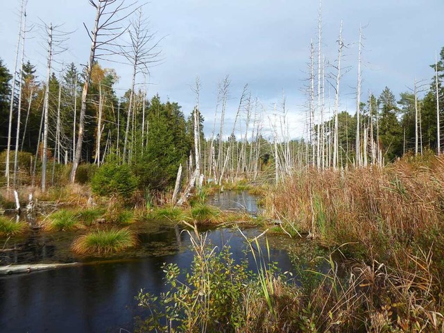 Ein Moor, dessen Wiedervernssung vom Klimafonds Lrrach untersttzt wird.  | Foto: Martin Schulte-Kellinghaus