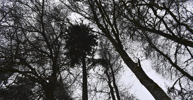 Hier bei hlingen werden vier Baumarte..., auf der Kahlflche  wiederbewaldet.   | Foto: suedkurier