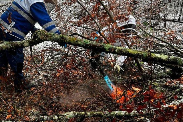 Zweites Nest der Asiatischen Hornisse im Schweizer Rheinfelden ist zerstrt