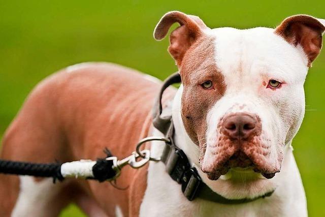 Nach Bully-Verbot droht zahlreichen Hunden in Grobritannien der Tod