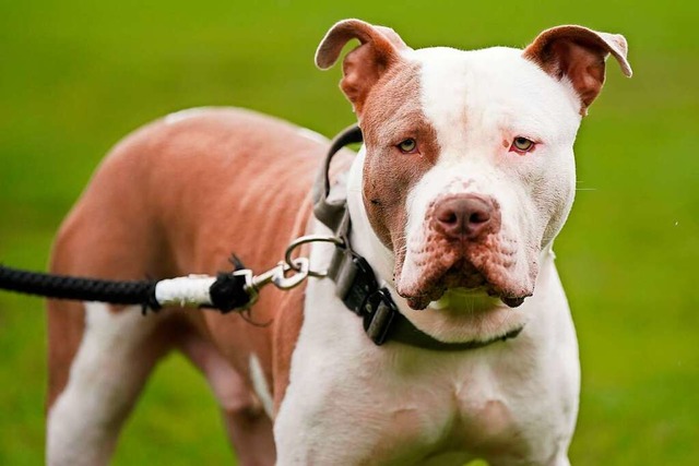 Ein XL-Bully-Hund  | Foto: Jacob King (dpa)