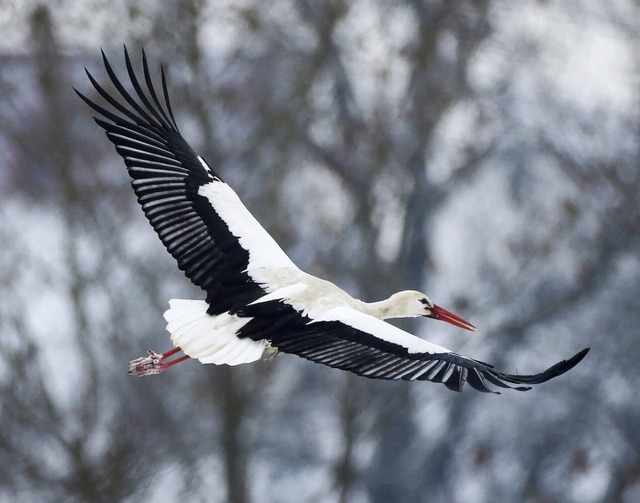 Der Weistorch breitet sich weiter in Sdbaden aus.   | Foto: Thomas Warnack (dpa)