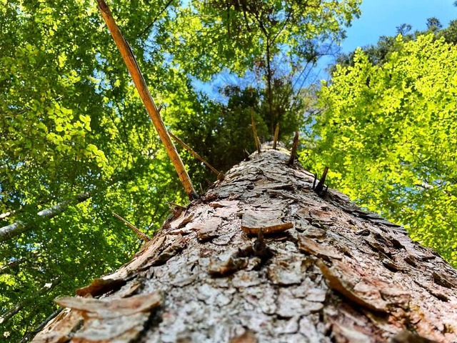 70.000 Euro Verlust macht der Hartheimer Wald pro Jahr.  | Foto: Frank Schoch