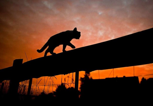 Streunende, nicht kastrierte oder ster...fr unntiges Katzenleid (Symbolbild).  | Foto: Julian Stratenschulte