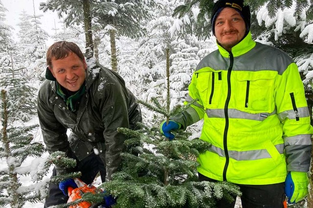 Jan Bchle sgt einen Weihnachtsbaum um, whrend Nils Ltte ihn festhlt.  | Foto: Annemarie Rsch