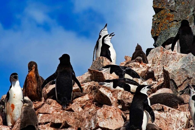 Je mehr Nachbarn, desto krzer der Schlaf: Zgelpinguine in der Antarktis  | Foto: tom1603 (stock.adobe.com)