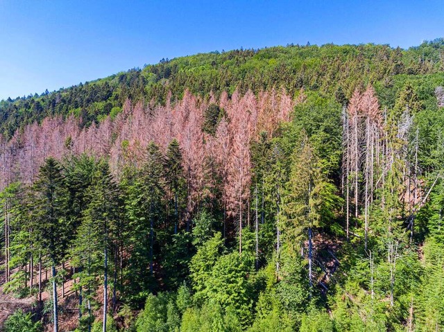 Drre und Hitze schdigen den Wald, auch in der Hhe  (Symbolbild).  | Foto: Arnulf Hettrich via www.imago-images.de