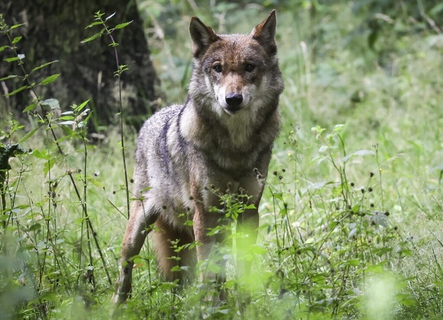 Die Jagd auf Wlfe msse ihre Angelege...ebildet sind sie hierfr bisher nicht.  | Foto: Christian Charisius (dpa)