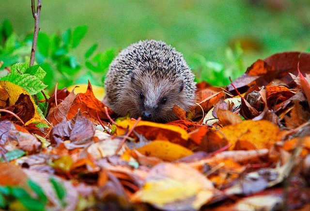 Eigentlich mssten sich Igel bereits i... dafr und mssen aufgepppelt werden.  | Foto: Karl-Josef Hildenbrand (dpa)