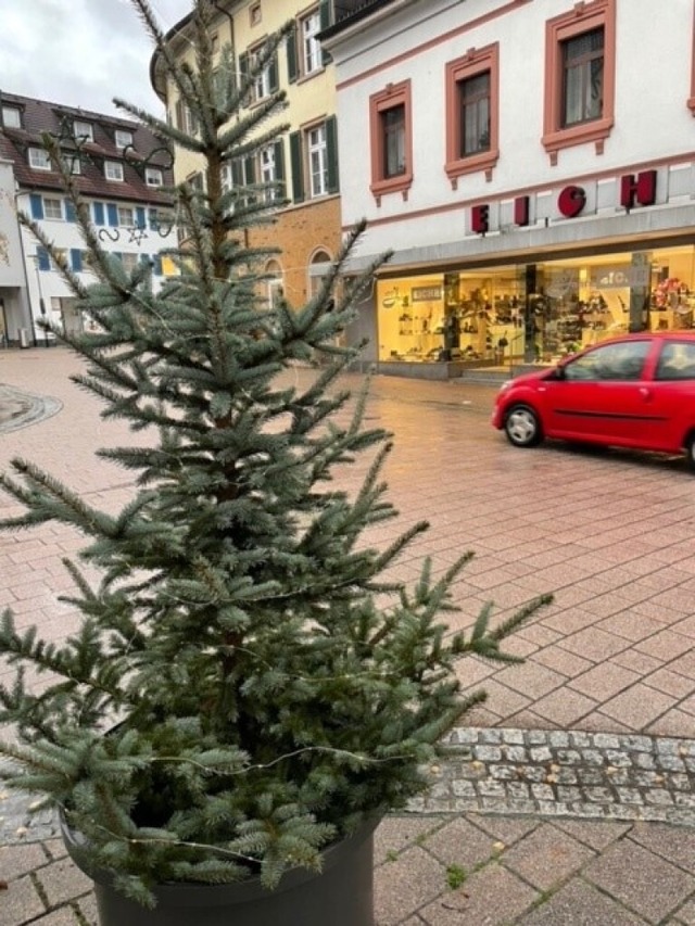 Zwei solcher mit Lichterketten dekorierter Bume wurden entwendet.  | Foto: Nicolai Kapitz