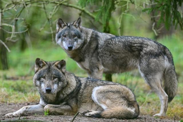 FVA: Wölfe haben die beiden Rinder in Bernau getötet