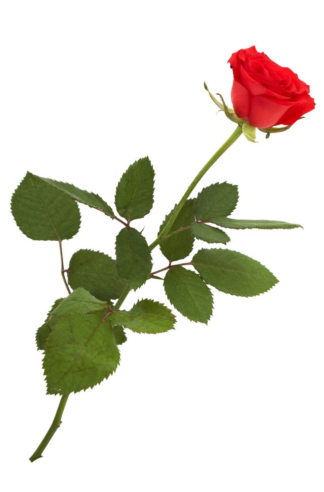 In Lahr werden derzeit rote Rosen verteilt.  | Foto: Dreadlock  (stock.adobe.com)