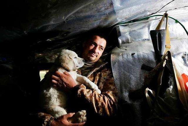 Kameraden auf vier Pfoten: Wie Haustiere an der ukrainischen Front helfen