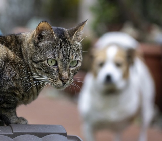 Bei Katzen und Hunden hat das Tierheim seine Kapazittsgrenzen erreicht.  | Foto: Monika Skolimowska (dpa)