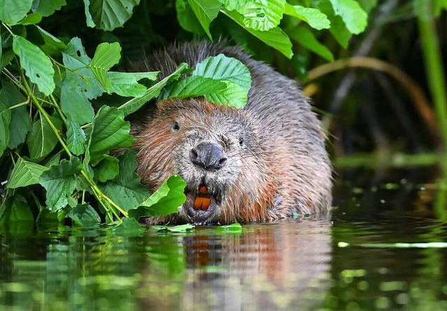 Mit ihren  Zhnen fllen die Biber mh...Bume, die sie fr den Dammbau nutzen.  | Foto: Patrick Pleul (dpa)