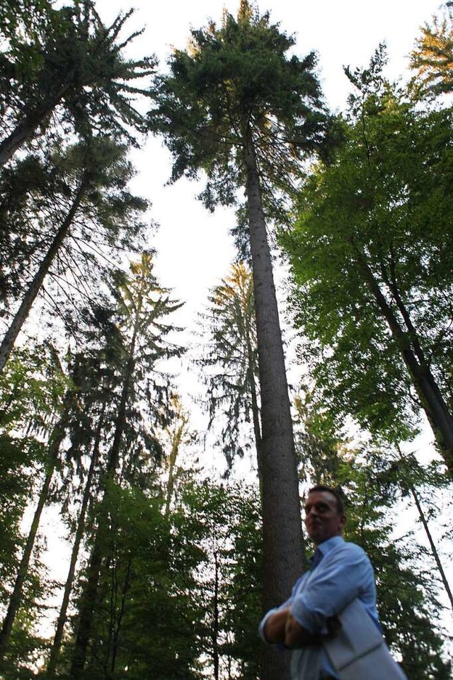 Der Friesenheimer Wald wird klimatauglich umgebaut.  | Foto: Bastian Bernhardt