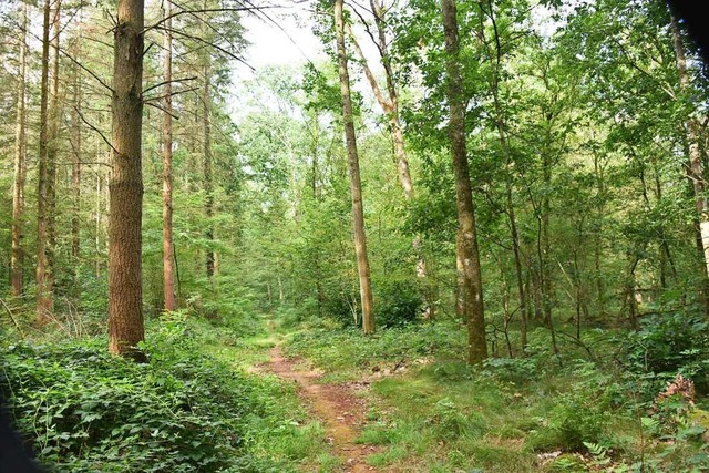 Der Baumbestand im Reutemer Wald, beso...enheit und Schdlinge stark gefhrdet.  | Foto: Benedikt Sommer