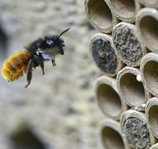 Insektenhotels bieten Bienen wichtigen Platz zum Nisten.  | Foto: Patrick Pleul (dpa)