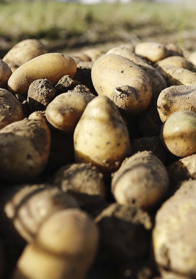 Die Kinder mussten frher bei der Ernt...nd zum Beispiel Kartoffeln aufsammeln.  | Foto: Uwe Anspach (dpa)