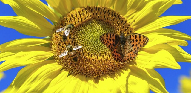 Schmetterlinge bernehmen, wie auch Bi... beider Tiere sind im Bestand bedroht.  | Foto: Patrick Pleul