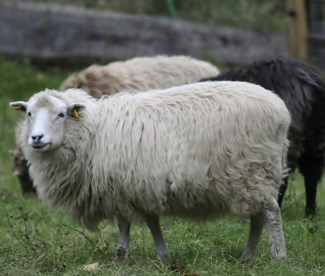 Wolle von Schafen aus Deutschland hat es am Markt sehr schwer.  | Foto: Tinka von Kutzschenbach