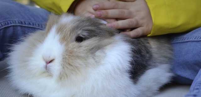 Ein bisschen mehr Flausch im Alltag: Kuscheln tut gut.  | Foto: Kathrin Blum