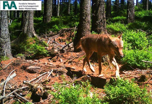 Sesshaft im Schwarzwald: GW852m in einer Fotofalle im Sommer 2018.  | Foto: Forstliche Versuchs- und Forschungsanstalt (FVA)