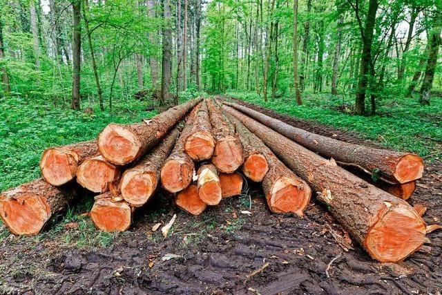 Artenvielfalt soll den Forchheimer Gemeindewald fr den Klimawandel stabilisieren