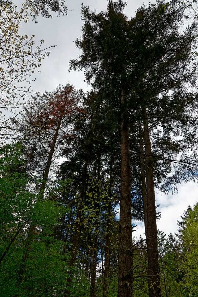 Die einen Douglasien sind noch recht k...estnde in Forchheimer Wald schwinden.  | Foto: Martin Wendel
