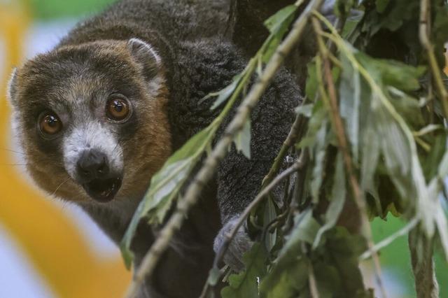 Von Zoo zu Zoo