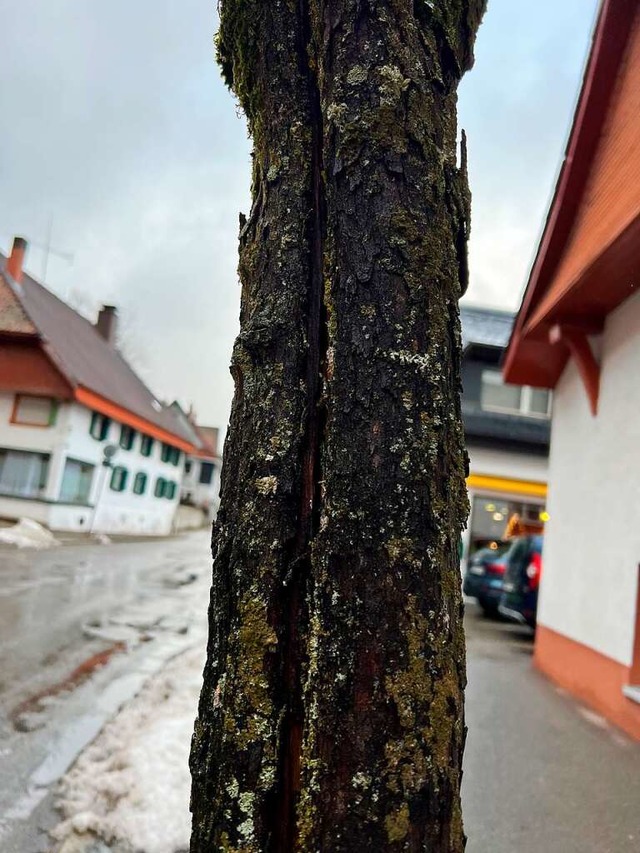 Nicht zu bersehen: Der Lngsriss, der... zieht. Der Baum wird deshalb gefllt.  | Foto: Tanja Bury