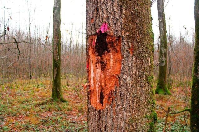 Schdlingsbefall: Darum sterben die Eichen im Allmendwald