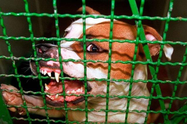 Die Hundesteuer in Ettenheim soll vor allem fr Kampfhunde steigen
