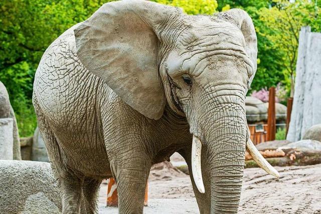 Kalb von Elefantenkuh Heri im Basler Zoo ist vermutlich tot