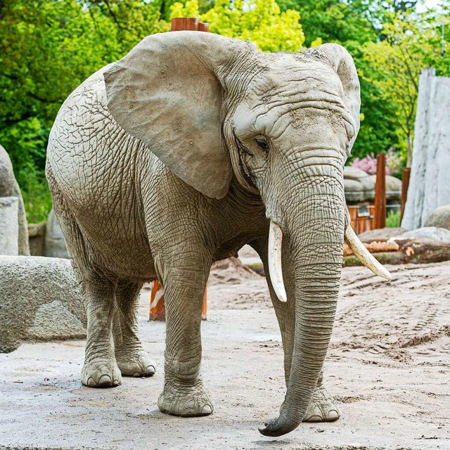 Elefantenkuh Heri macht Tierrzten und...heint eine weitere Totgeburt zu haben.  | Foto: Torben Weber