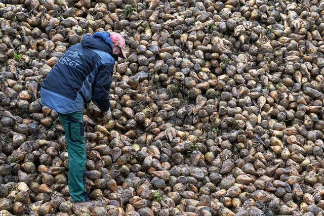 Die Zuckerrben-Ernte in Baden-Wrttem...chen hat sie teils deutlich erschwert.  | Foto: Marijan Murat (dpa)