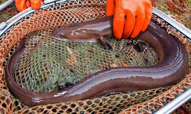 Von September bis März dürfen Aale nicht geangelt oder gefangen werden. | Foto: Verwendung weltweit, usage worldwide Von September bis März dürfen Aale nicht geangelt oder gefangen werden. | Foto: Verwendung weltweit, usage worldwide