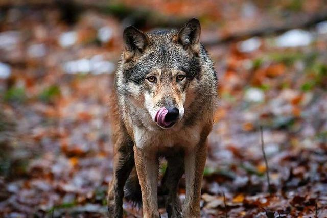 Der Schluchsee-Wolf hat eine ausgeprägte Vorliebe für Rindfleisch