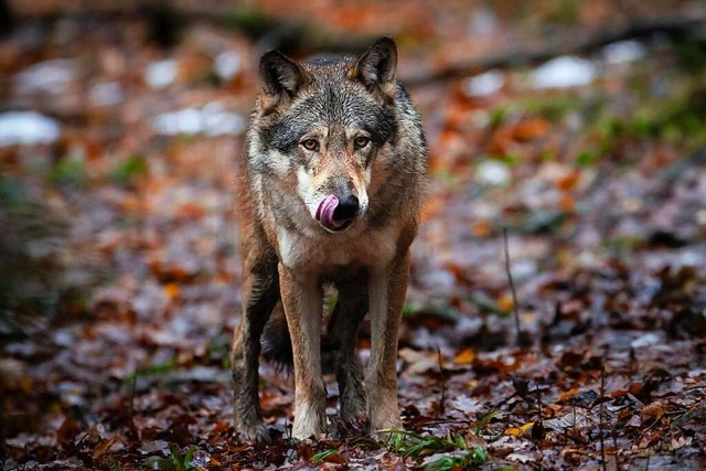 Fr den Schluchsee-Wolf GW1129m wurden...Wildnispark Langenberg in der Schweiz.  | Foto: Michael Buholzer (dpa)