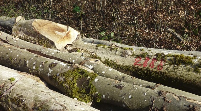 Hier gibt es Brennholz zu versteigern.  | Foto: Fiedler