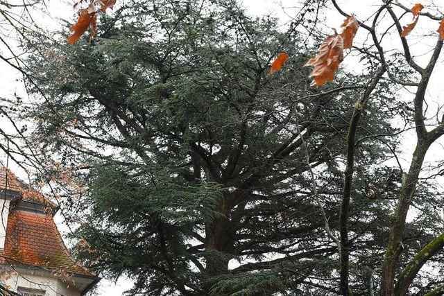 Atlaszeder in Freiburg: Baumpfleger bieten kostenlose Beratung an