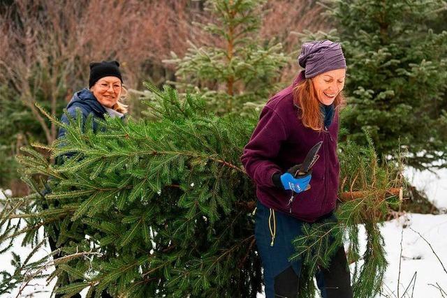 Frstliches Weihnachtsgeschenk: Fichten vom Friedwald gibt es in Lenzkirch gratis