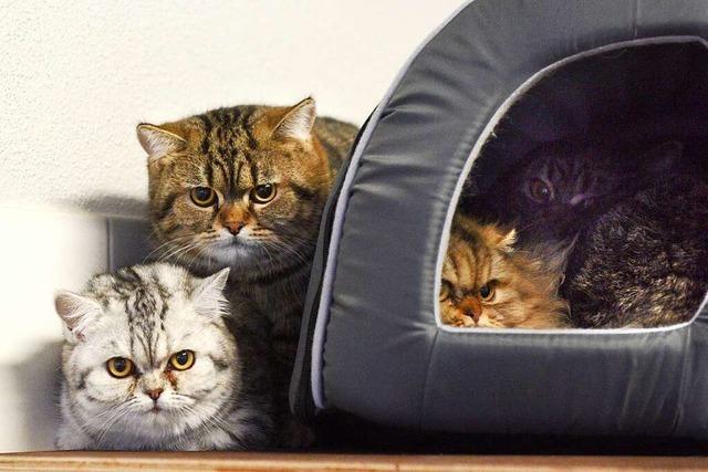 Freiburger Veterinramt findet mehr als 60 Katzen in einer Wohnung