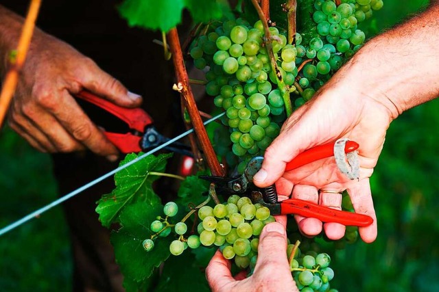 Gute Arbeit im Weinberg ist die Basis ...ine und eine erfolgreiche Vermarktung.  | Foto: Philipp von Ditfurth